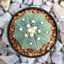 peyote cactus