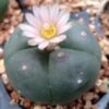 peyote cactus for sale​