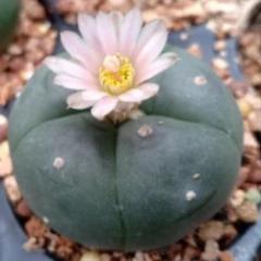 peyote cactus for sale​