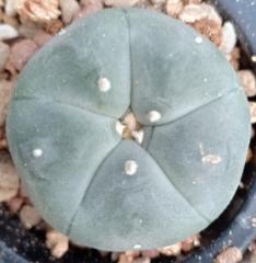 peyote cactus seeds