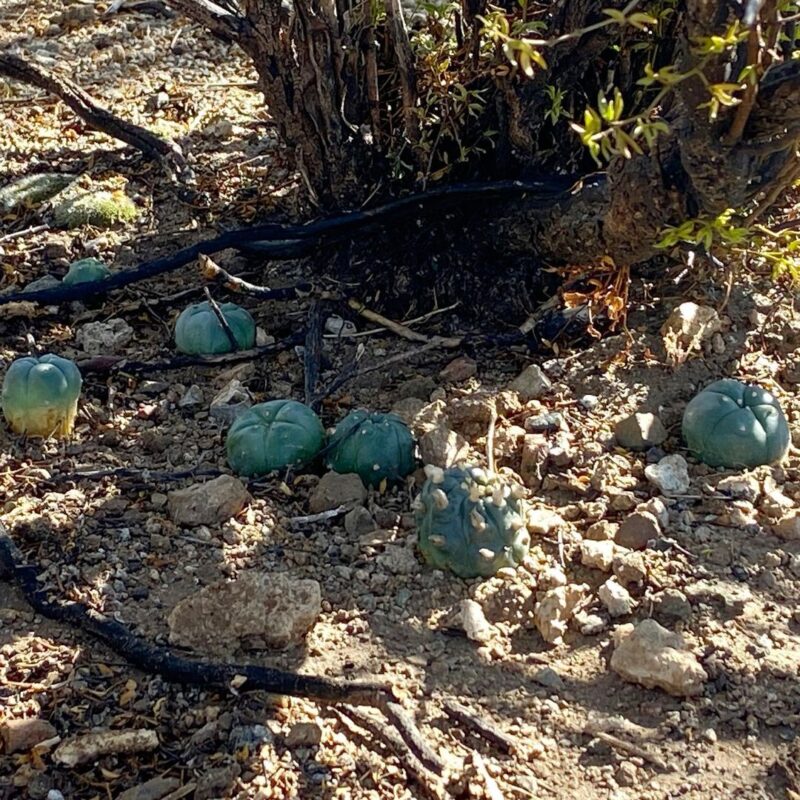 peyote cactus