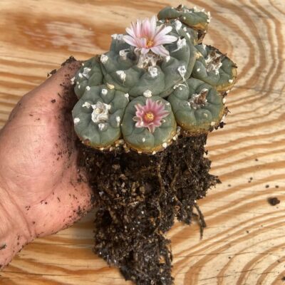 peyote cactus