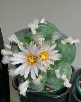 peyote cactus