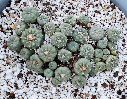 peyote cactus seed