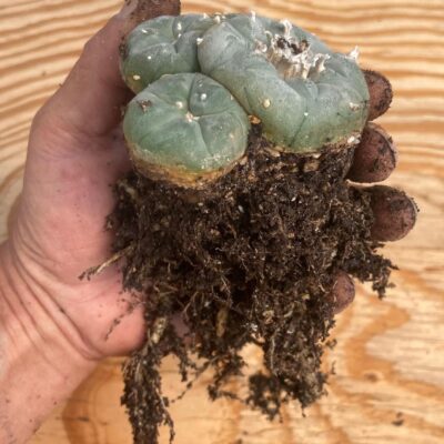 peyote cactus seeds