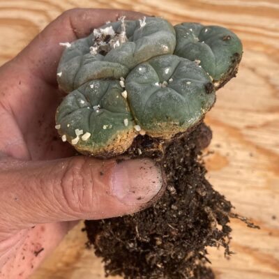 peyote cactus seeds