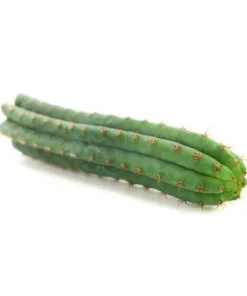 buy peyote cactus