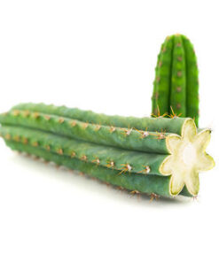 buy peyote cactus