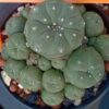 peyote cactus for sale