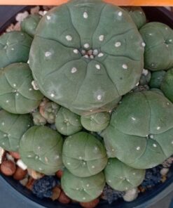 peyote cactus for sale