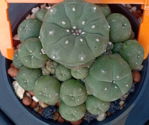 peyote cactus for sale
