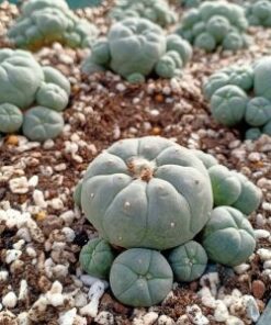 peyote button seeds