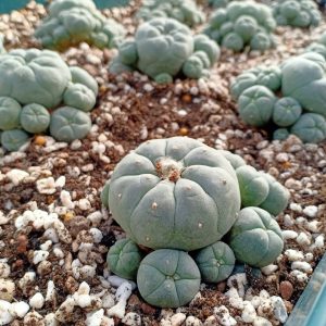 peyote button seeds