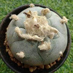 peyote cactus