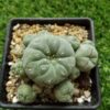 growing peyote cactus