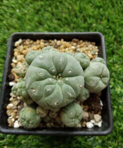 growing peyote cactus