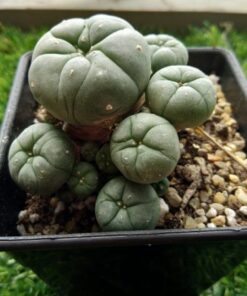 growing peyote cactus