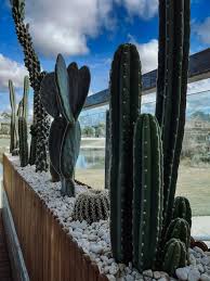 san pedro cactus trichocereus​

