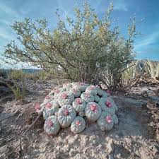 lophophora williamsii​ 