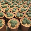 peyote cactus sale