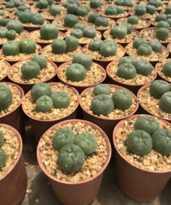 peyote cactus sale