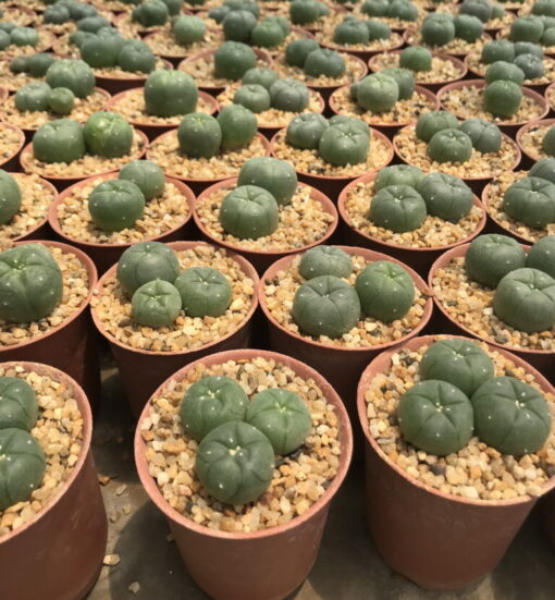 peyote cactus sale