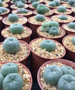 peyote cactus sale