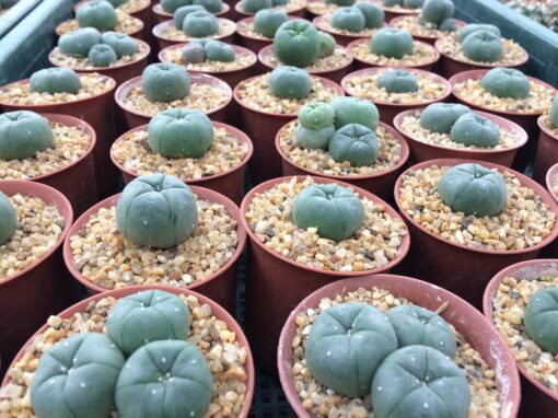 peyote cactus sale