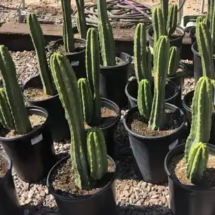 san pedro cactus trichocereus