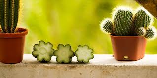 san pedro cactus mescaline