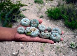 san pedro cactus mescaline​