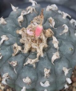 lophophora williamsii seeds