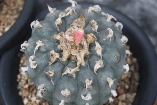 lophophora williamsii seeds