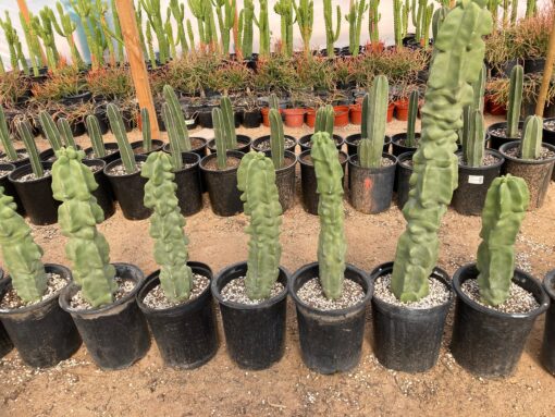 totem pole cactus​