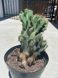 curiosity cactus​