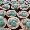 peyote cactus plant