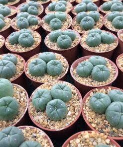 peyote cactus plant
