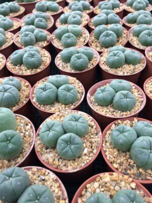 peyote cactus plant