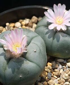 peyote cactus seeds​