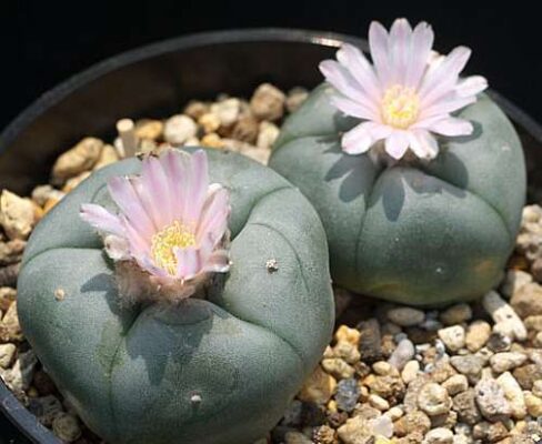 peyote cactus seeds​